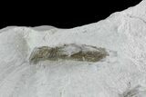 Ediacaran Aged Fossil Worms (Sabellidites) - Estonia #73522-1